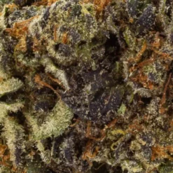 Wink Slurmintz New Arrivals