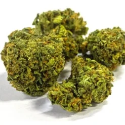 New Arrivals Dykstra Greenhouses Darkest Side Of The Moon