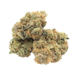 Distinkt New Arrivals Cactus Breath