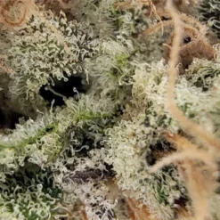 Distinkt New Arrivals Cactus Breath 7 Distinkt New Arrivals Cactus Breath