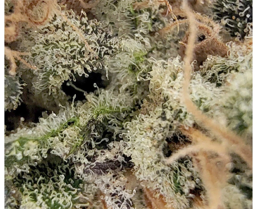 Distinkt New Arrivals Cactus Breath 5 Distinkt New Arrivals Cactus Breath