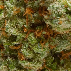 Rad Reefer Cali Orange New Arrivals
