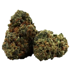 Caliber Reserve Blue Gorilla New Arrivals