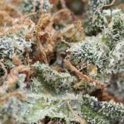 Caliber Reserve Blue Gorilla New Arrivals