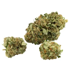 Canaca Galaxy Walker OG New Arrivals