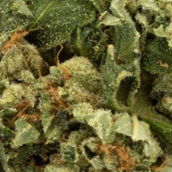 Canaca Galaxy Walker OG New Arrivals