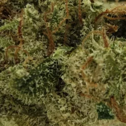 Sitka Micro Collection Cheddar BOB New Arrivals 7 Sitka Micro Collection Cheddar BOB New Arrivals