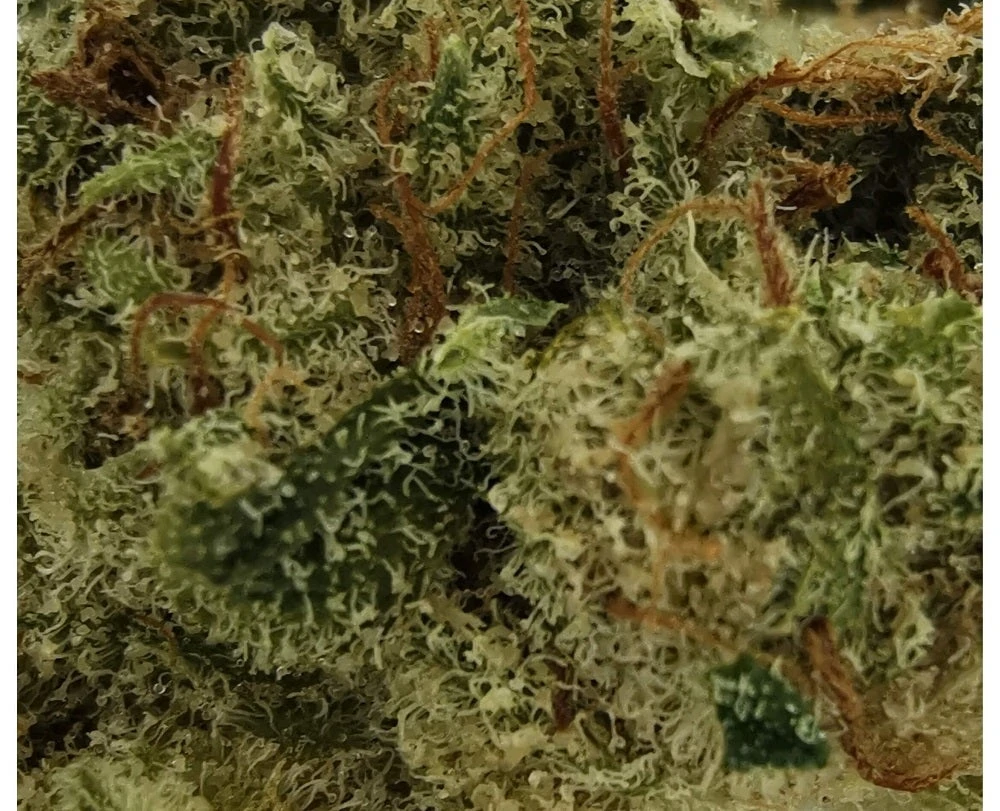 Sitka Micro Collection Cheddar BOB New Arrivals 5 Sitka Micro Collection Cheddar BOB New Arrivals