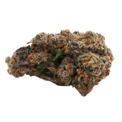 Citizen Stash Sundae Driver