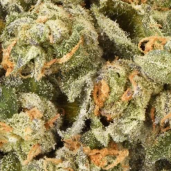 Ness New Arrivals Citrus Rush