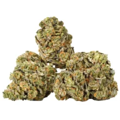 Ness New Arrivals Citrus Rush