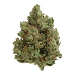 UP Cannabis Cold Creek Kush UP20 New Arrivals