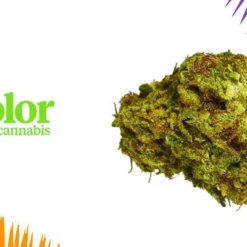 New Arrivals Color Cannabis Pedro's Sweet Sativa