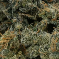 Citizen Stash Cookie Puss