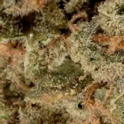 Namaste New Arrivals Cream Caramel