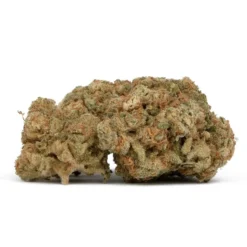 Namaste New Arrivals Cream Caramel