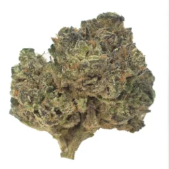 Countryside New Arrivals Harvest Reserve 10th Planet