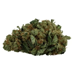 Daily Special MK Ultra