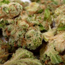 Good Supply Dealer's Pick - Indica