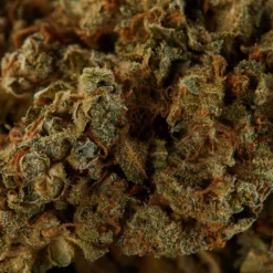 Delta 9 House Hybrid New Arrivals 7 Delta 9 House Hybrid New Arrivals