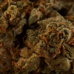 Delta 9 House Sativa