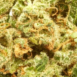 Divvy CBD Black Widow New Arrivals 7 Divvy CBD Black Widow New Arrivals