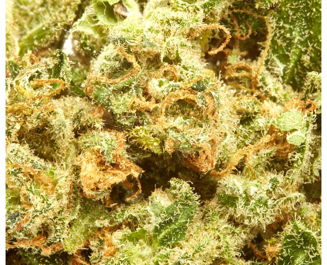 Divvy CBD Black Widow New Arrivals 5 Divvy CBD Black Widow New Arrivals