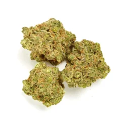 Divvy Flo New Arrivals