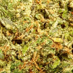 Divvy Flo New Arrivals