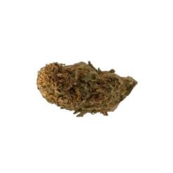 Toucan Abyss Do-Si-Dos New Arrivals