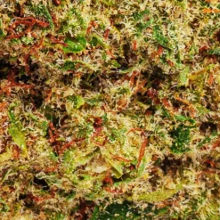 BOLD Do-Si-Dos Lemon G New Arrivals