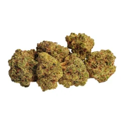 BOLD Do-Si-Dos Lemon G New Arrivals