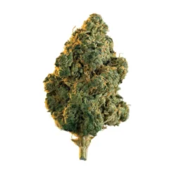 Edison Cannabis Co Lola Montes (Hash Plant) New Arrivals