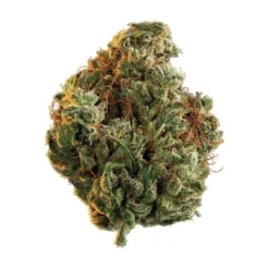 Edison Cannabis Co Rio Bravo