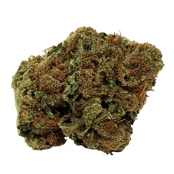 Eve & Co The Enthusiast