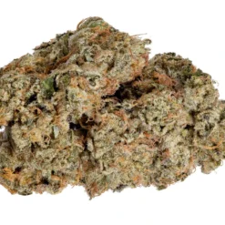 New Arrivals Qwest Ex Wife