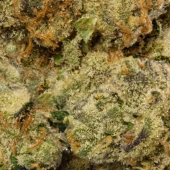 North 40 Cannabis Farm Gas New Arrivals