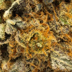 New Arrivals FIGR Go Elevate - Mmmosa 7 New Arrivals FIGR Go Elevate - Mmmosa