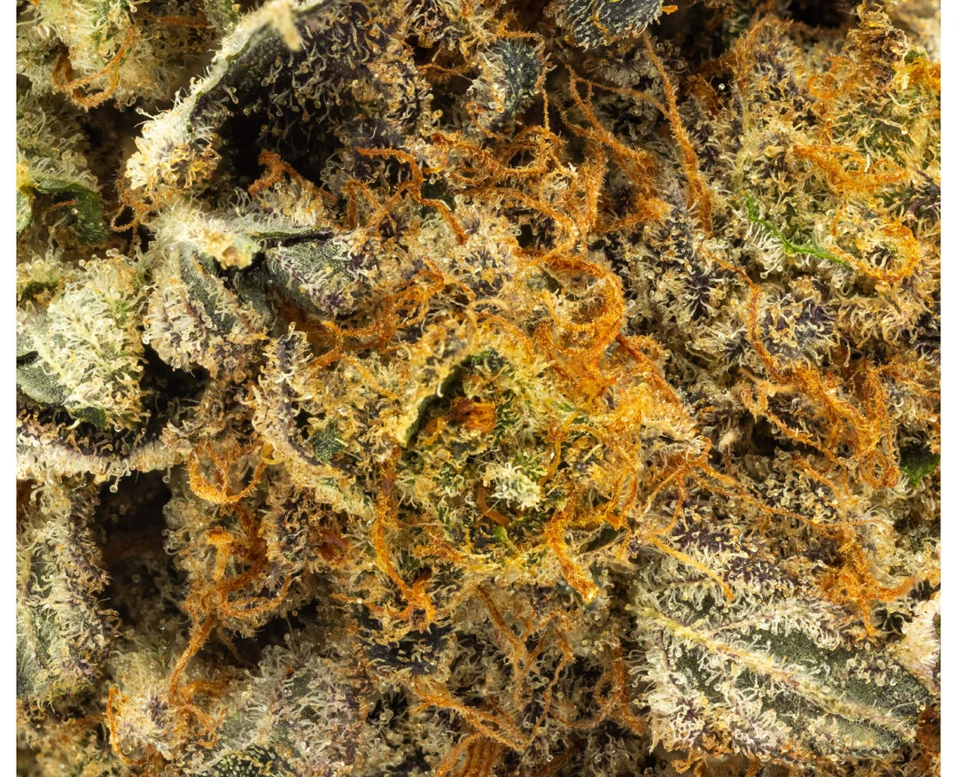 New Arrivals FIGR Go Elevate - Mmmosa 5 New Arrivals FIGR Go Elevate - Mmmosa