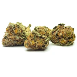 New Arrivals FIGR Go Elevate - Mmmosa 6 New Arrivals FIGR Go Elevate - Mmmosa