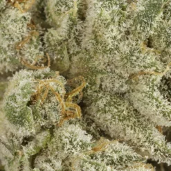 Flint & Embers GSC Kush (Hyperion) New Arrivals