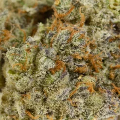 Msiku New Arrivals Frozen Lemons