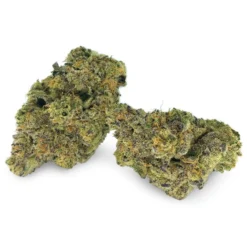 Budcoast Funetti New Arrivals