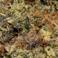 Highland Grow New Arrivals Gas Tank