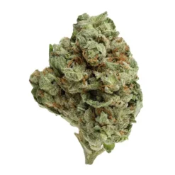 UP Cannabis Ghost Train Haze UP20 New Arrivals