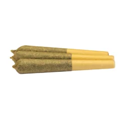 RAD GLTO Pre-Rolls