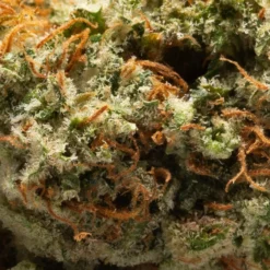 Good Buds Co Gluerangutan