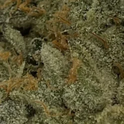 Sugarbud New Arrivals GMO Cookies