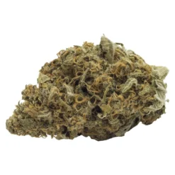 FIGR Go Elevate - Kali Mist New Arrivals