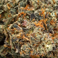 BOLD New Arrivals God's Biker Kush
